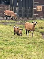 Barbados black belly, Meerdere dieren, 0 tot 2 jaar