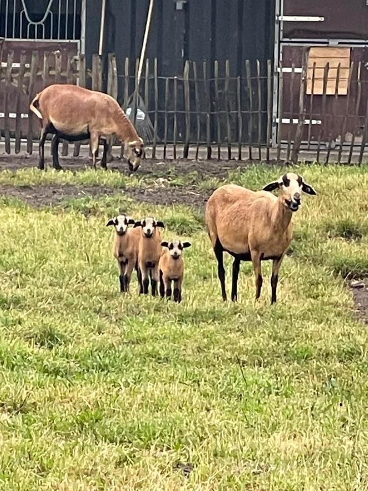 Barbados black belly, Dieren en Toebehoren, Schapen, Geiten en Varkens, Meerdere dieren, 0 tot 2 jaar