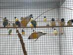Gouldamadines natuurbroed 2024, Geringd
