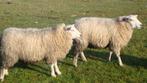 schapen, Dieren en Toebehoren, Schapen, Geiten en Varkens, Mannelijk, Schaap