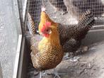 Kippen : goudbrakels, Meerdere dieren, Kip