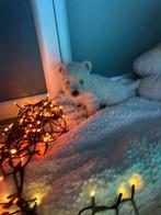 Westhighland white terrier /westy/wit/cesar/pups, Dieren en Toebehoren, Honden | Jack Russells en Terriërs, België, Fokker | Hobbymatig