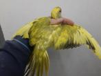 male  perruche collier 2022, Animaux & Accessoires, Oiseaux | Perruches & Perroquets