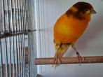 Yorkshire kanarie., Dieren en Toebehoren