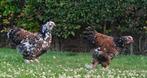 Brahma Porselein, Dieren en Toebehoren, Pluimvee, Vrouwelijk, Kip