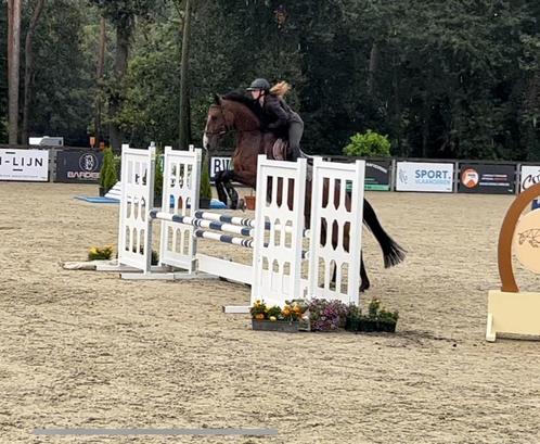 Allrounder 9 jarige ruin, Dieren en Toebehoren, Paarden, Ruin, B, 165 tot 170 cm, 7 tot 10 jaar, Springpaard, Met stamboom, Gechipt