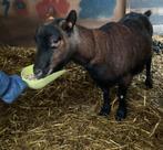 Geit - gratis op te halen (gereserveerd), Dieren en Toebehoren, Geit