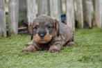 Chiots Teckel Nain à Poil Dur avec pedigree (parents testés), Poils durs, Plusieurs, Nain, Hépatite contagieuse (maladie de Rubarth)