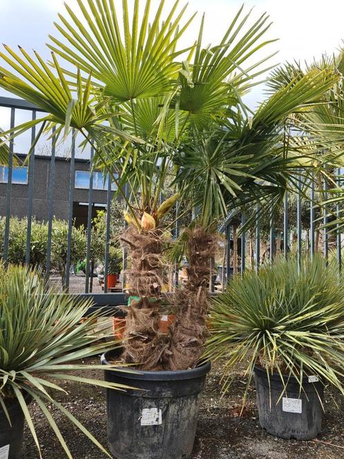 Winterharde palmboom 2 stam Trachycarpus Fortunei, Tuin en Terras, Planten | Bomen, Palmboom, Halfschaduw, Ophalen