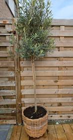 mooie olijfboom
In rieten mand
Hoogte 1m85, Tuin en Terras, Planten | Bomen, Ophalen, Olijfboom