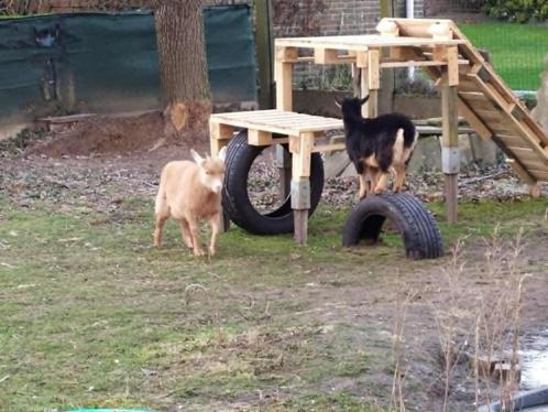 Klimtoren voor dwerggeitjes, Dieren en Toebehoren, Overige Dieren, Mannelijk