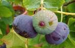 Figuier, Jardin & Terrasse, Plantes | Arbres fruitiers, Enlèvement, Figuier
