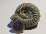 Ammonieten - fossiele inktvis - Gräfenberg - Duitsland, Ophalen of Verzenden, Fossiel