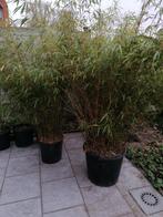 bamboe Simba, Jardin & Terrasse, Plantes | Arbustes & Haies, 100 à 250 cm, Enlèvement, Bambou, Haie