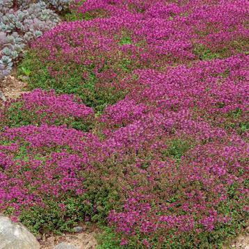Thymus praecox 'Coccineus' of Kruiptijm beschikbaar voor biedingen