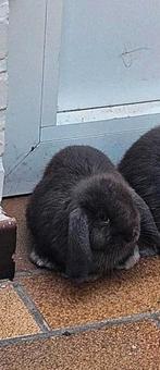 Nederlands dwerghangoor (minilop), Dieren en Toebehoren, Konijnen, Meerdere dieren, Klein, Hangoor, 0 tot 2 jaar