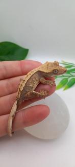 Leuke Tricolor wimpergekko baby, Dieren en Toebehoren, Hagedis, Tam, 0 tot 2 jaar