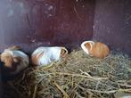 Langharige cavias shelties, Januari, Vrouwelijk, Cavia