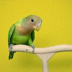 Jeunes inséparables EAM/Apprivoisés-Livraison possible, Animaux & Accessoires, Plusieurs animaux, Perroquet nain ou Inséparable