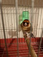 Chardonneret mâle, Mâle