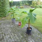 Bananenboom Musa Basjoo, Tuin en Terras, Ophalen, Vaste plant, Halfschaduw, Zomer