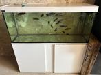Eheim aquarium met 20 tal malawi cichliden, Poisson, Poisson d'eau douce