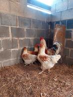 Haan met 4 hennen, Dieren en Toebehoren, Meerdere dieren, Kip