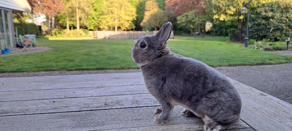 Rexdwerg opaal (koppel), Dieren en Toebehoren, Konijnen, Meerdere dieren, Dwerg, 0 tot 2 jaar