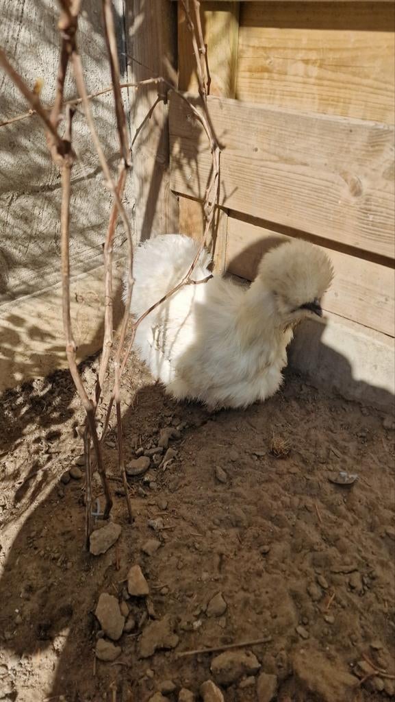 Legkippen, Dieren en Toebehoren, Ophalen