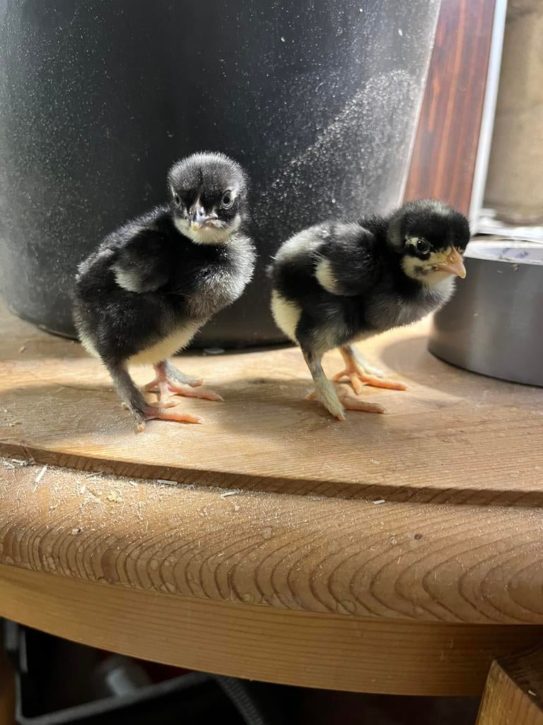 kuikens mechelse koekoek