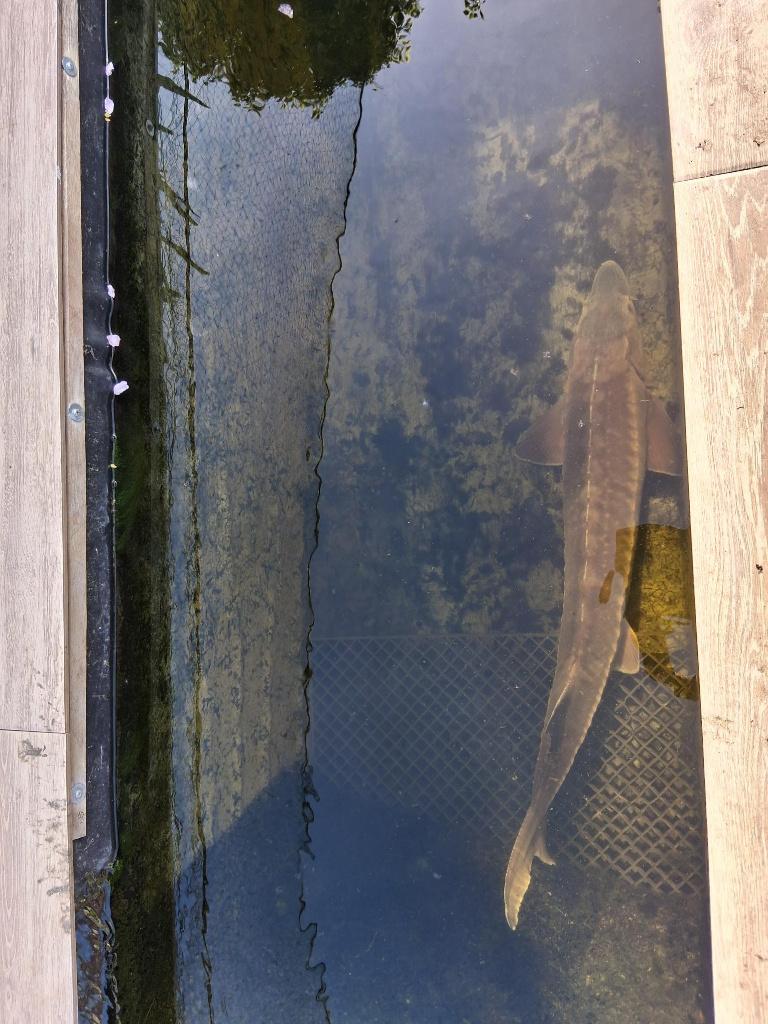 steur 1m, Dieren en Toebehoren, Steur