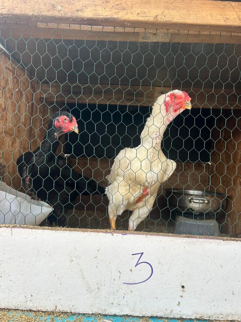 German O Shamo hennen