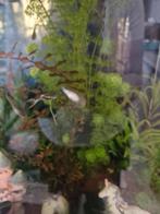 Guppy, Dieren en Toebehoren, Ophalen