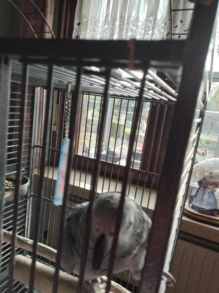 papegaai, Mâle, Perroquet, Parleur