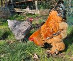 Koppel Brahma's, Dieren en Toebehoren, Pluimvee