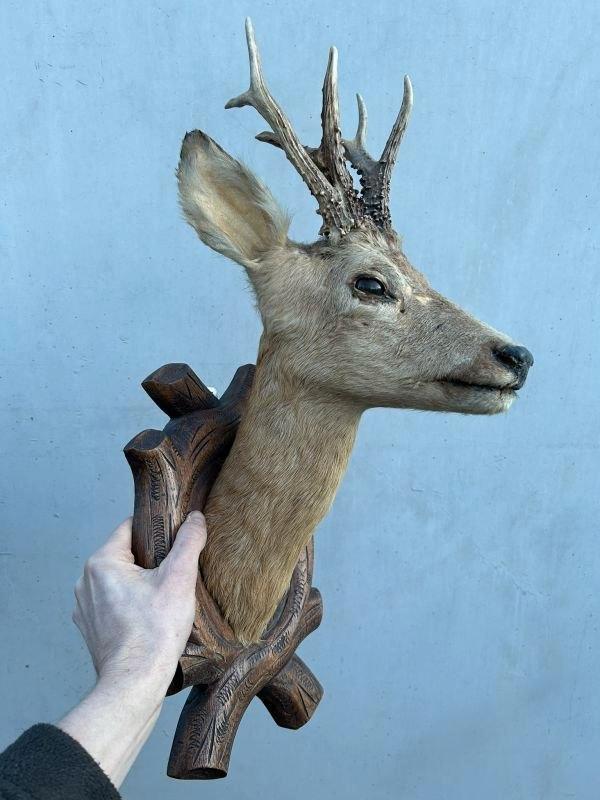 Hert, ree met gewei - taxidermie, Collections, Collections Animaux, Utilisé, Bois ou Tête, Cerf, Enlèvement ou Envoi