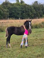 2 jaarlingen hengst en merrie, Dieren en Toebehoren, Paarden, Hengst