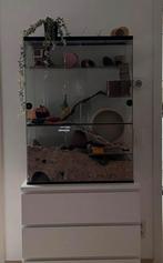 Gerbilarium, Dieren en Toebehoren, Knaagdieren en Konijnen | Hokken en Kooien, Ophalen, Zo goed als nieuw