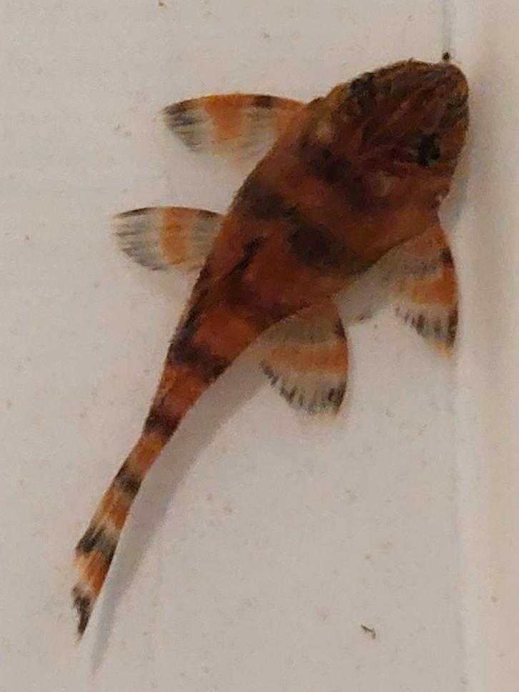 L397 (Panaqolus sp. “Alenquer Tiger Pleco”), Animaux & Accessoires, Poissons | Poissons d'aquarium, Poisson d'eau douce, Poisson