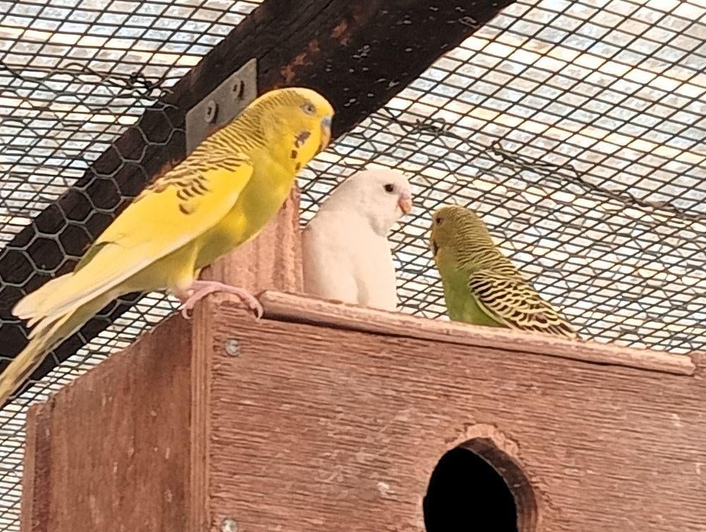 jonge witte parkiet, Perruche