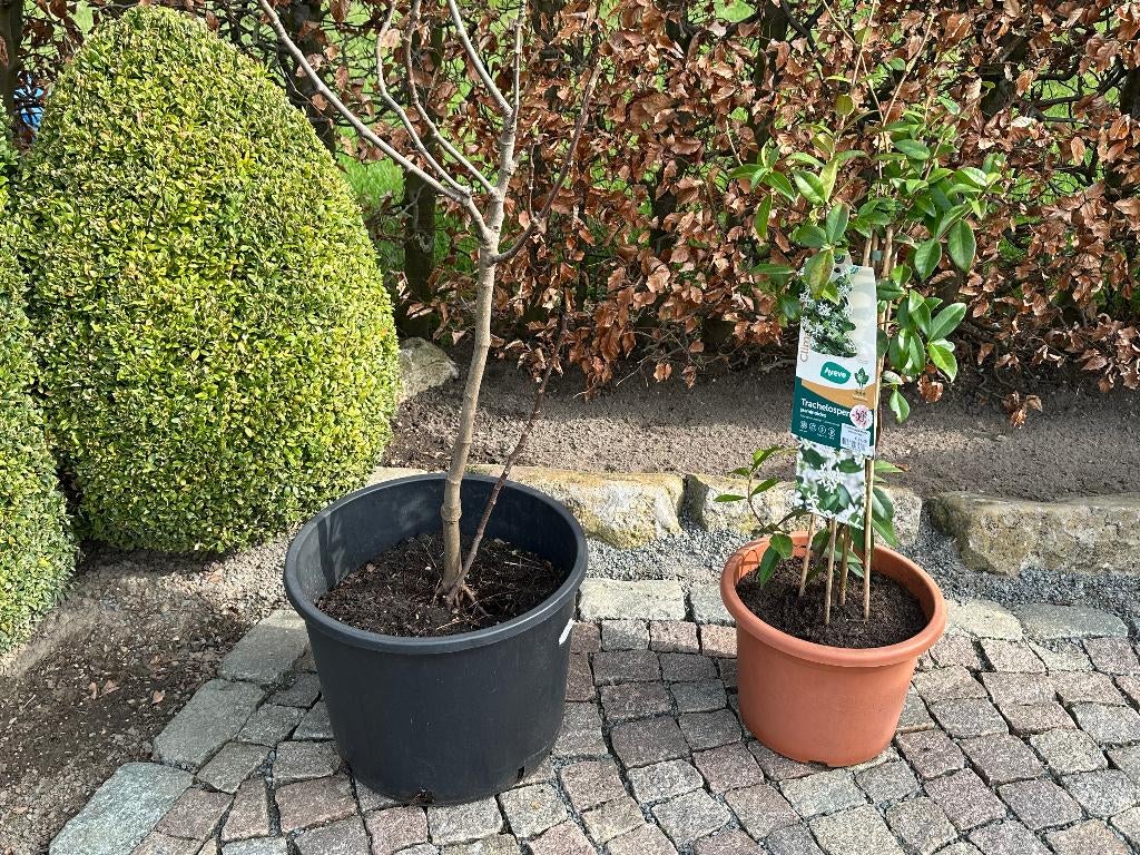 Vaste planten allerlei, Tuin en Terras, Ophalen, Vaste plant