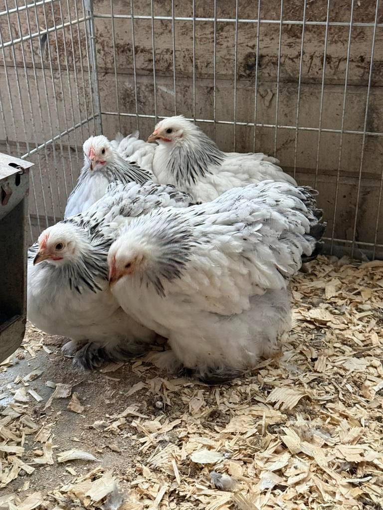 Cochin krielen wit-zwartcolumbia, Dieren en Toebehoren, Pluimvee