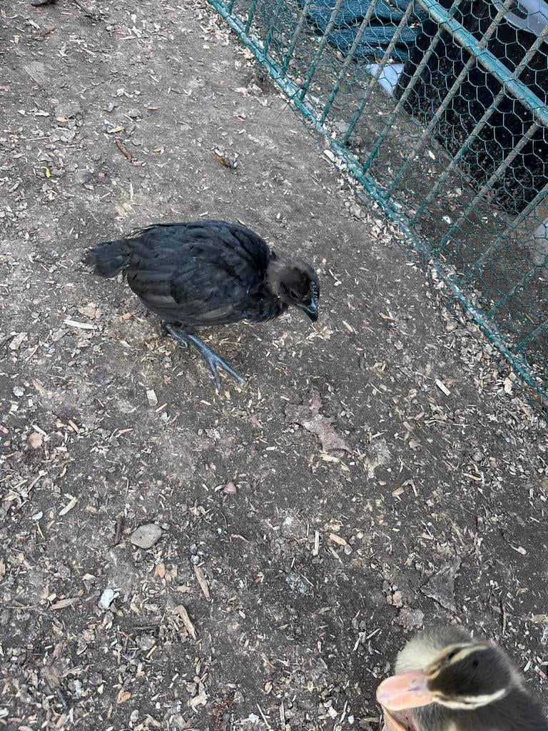 Kuikens van 5 weken oud, Animaux & Accessoires