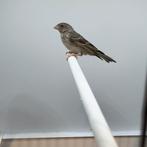 Witstuit edelzanger pop