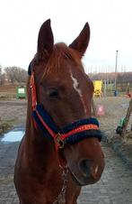 Superlieve 5jarige D-pony, Dieren en Toebehoren, Pony's, Ruin, Zadelmak, 3 tot 6 jaar, Recreatiepony