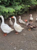 Gans, Dieren en Toebehoren, Pluimvee