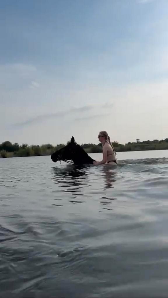 9 jarige ruin, Animaux & Accessoires, Chevaux, Étalon