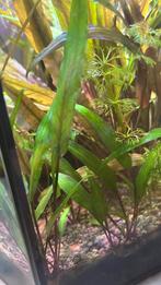 Cryptocoryne (5 voor €2), Dieren en Toebehoren, Ophalen, Nieuw, Plant(en), Steen of Hout