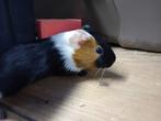 Verschillende nestjes cavia's ( vrouwtjes), Dieren en Toebehoren, Knaagdieren, Maart, Vrouwelijk, Cavia