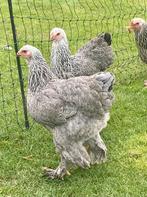 Brahma hennen blauwzilver patrijs – rustige rasdieren!, Dieren en Toebehoren, Pluimvee, Kip